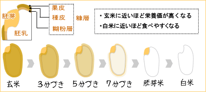 Buduki2