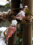 紅葉も雪化粧 
