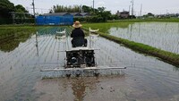 機械による除草作業、この作業を稲の成長と共に何度も行います。