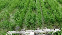 機械除草と無農薬栽培で増える浮草を利用して雑草の増加を抑えています