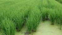 無農薬で増えた浮草で水田が覆われました
