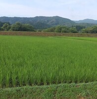 Ĵ餷Ƥޤ 