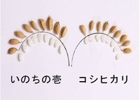 大粒　コシヒカリの1.5倍