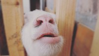 䥮Ǥ 