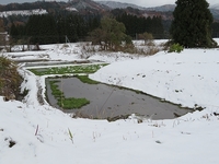 セリ田 