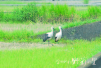 ʤƤΤȥΥȥ 