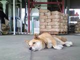 番犬チビの仕事もあともう少し…。 