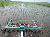 6月中に3～4回除草