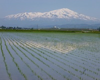 դĻɤȿ