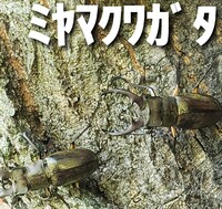ˤϥ֥ߤޤ郎ޤ