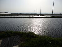 田植えを待つ田んぼ 
