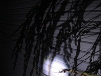 作業場のシャッターに映してみました。もうちょっと絵ごころがあったらなー 