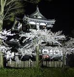 日本三大夜桜 