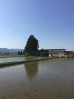 田植え後の万宝院ファームです 
