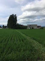 草刈り一部完了 