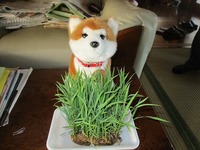 イネってちいさいなー 