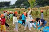 自分たちが植えた稲の生長に、子供たちも大喜び 